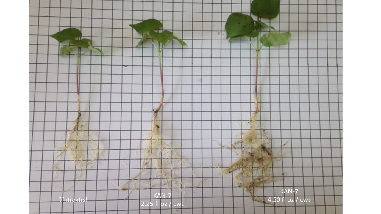 roots before and after Kan-7 application